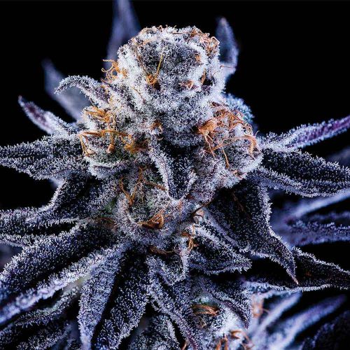 Hazy Girl Feminized Cannabis Seeds Green Bodhi