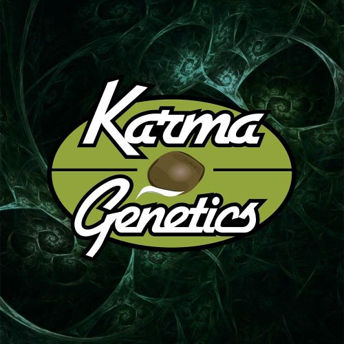 Headstash Sour Dubb x Ztini Regular Cannabis Seeds By Karma Genetics 