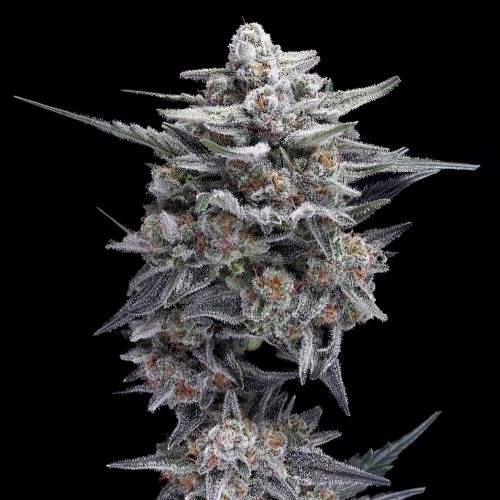 HG23 AUTOFLOWERING CANNABIS SEEDS SEEDS DNA GENETICS