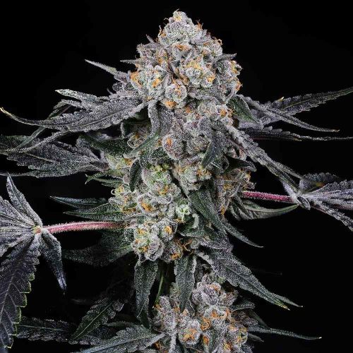 High Society Female Cannabis Seeds By Compound Genetics