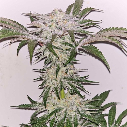 Hindu Runtz Feminized Cannabis Seeds by Karma Genetics