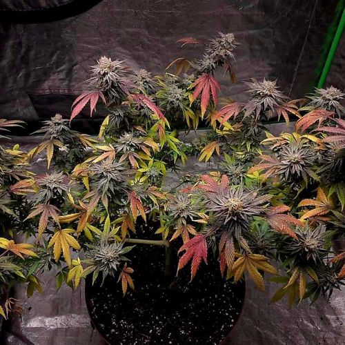 Cherry Dawgpound Feminised Cannabis Seeds by Holy Smoke Seeds