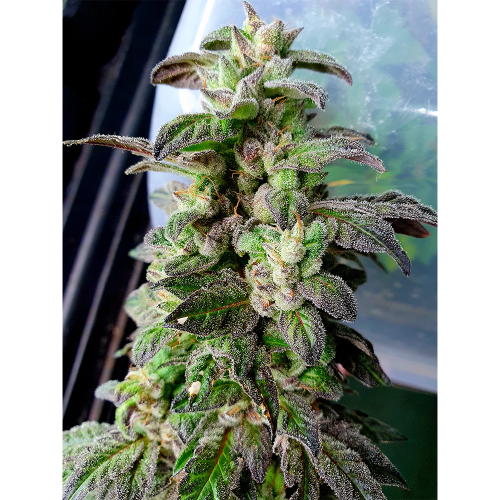 Dark Coffee Feminized Cannabis Seeds by Holy Smoke Seeds 