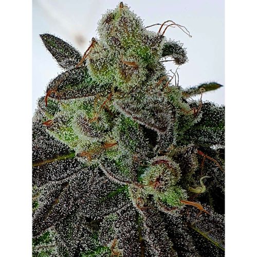 Gold Barz Feminized Cannabis Seeds by Holy Smoke Seeds 