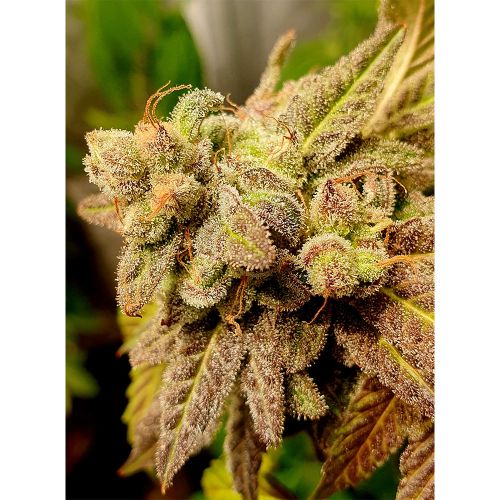 Gold Barz Feminized Cannabis Seeds by Holy Smoke Seeds 