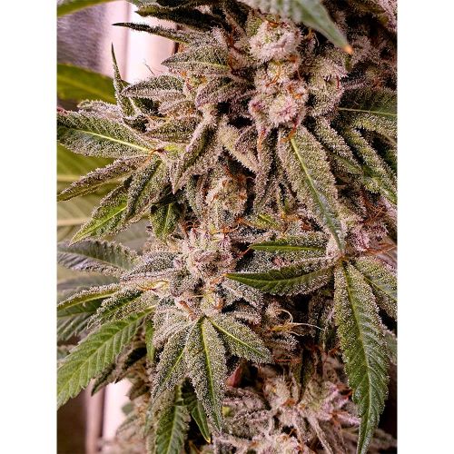 Holy Smoke Seeds | Cannabis Seeds | Distributor