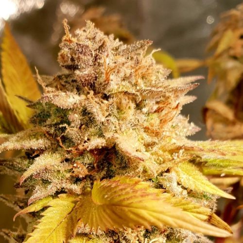 Fizzy Peach Female Cannabis Seeds by Holy Smoke Seeds