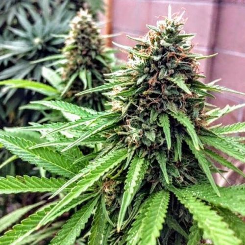 OG Dawg Stomper Regular Cannabis Seeds by Holy Smoke Seeds