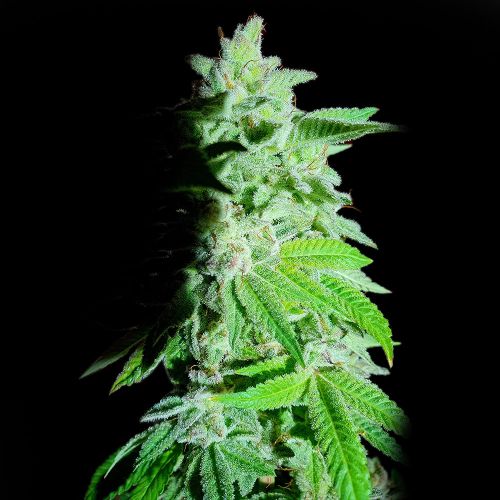 Banana Oreoz Feminized Cannabis Seeds by Holy Smoke Seeds