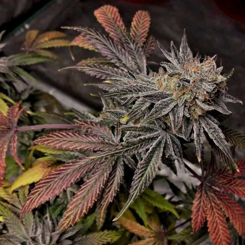Cherry Dawgpound Feminised Cannabis Seeds by Holy Smoke Seeds