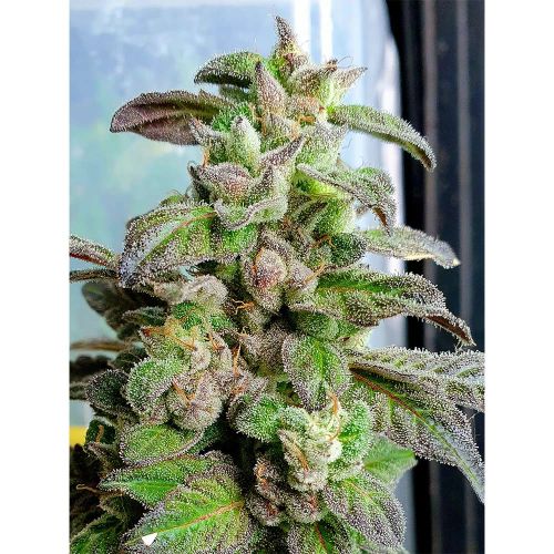 Dark Coffee Feminized Cannabis Seeds by Holy Smoke Seeds 