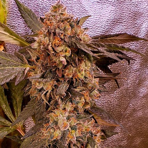 DnB Feminized Cannabis Seeds Holy Smoke Seeds