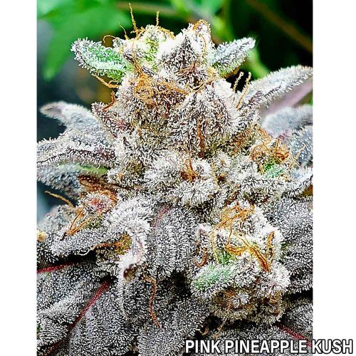 Pink Pineapple Kush by Holy Smoke Seeds