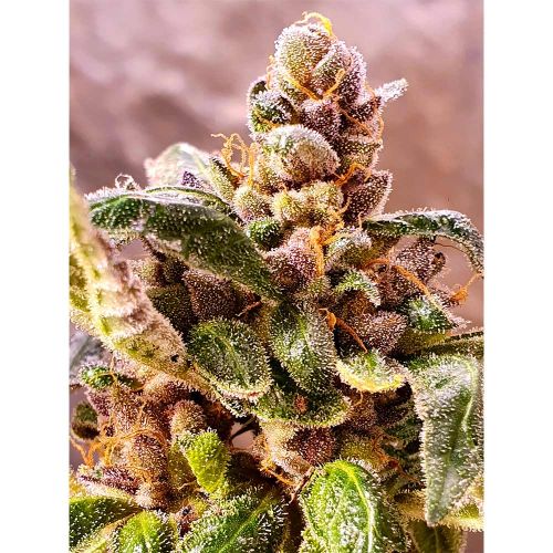 Jelly Cake Feminised Cannabis Seeds by Holy Smoke Seeds