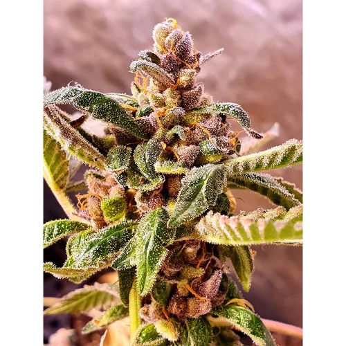 Jelly Cake Feminised Cannabis Seeds by Holy Smoke Seeds