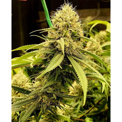 Strawberry Cane Female Cannabis Seeds by Holy Smoke Seeds 