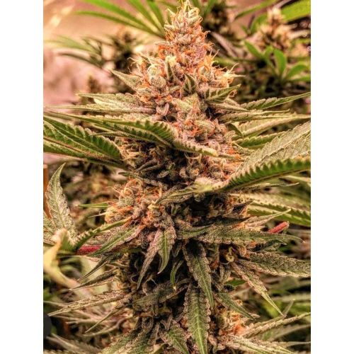 Strawberry Sunset Female Cannabis Seeds by Holy Smoke Seeds