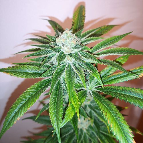 Honey Gas Female Cannabis Seeds by Old School Genetics