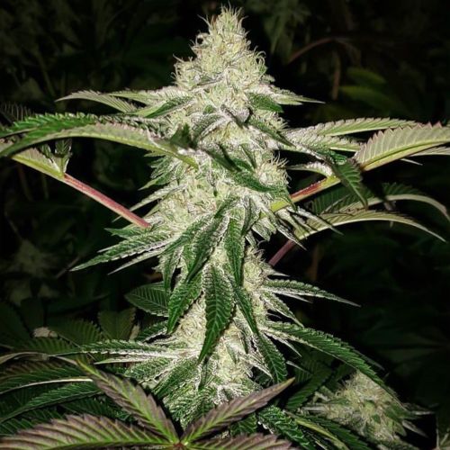 Honey Trees Regular Cannabis Seeds by Prolific Coast Seeds 