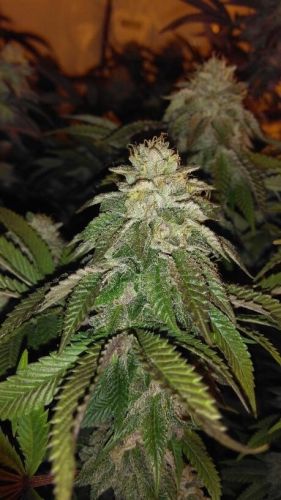 Hot Tropic Regular Cannabis Seeds by Oni Seed Co