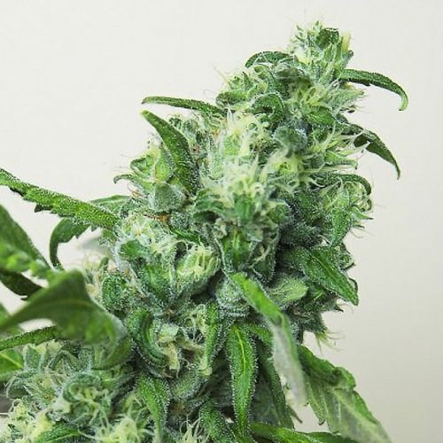 Digweed Female Cannabis Seeds by House Of The Great Gardener