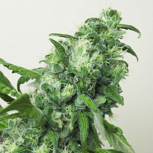 Digweed Regular Cannabis Seeds by House Of The Great Gardener