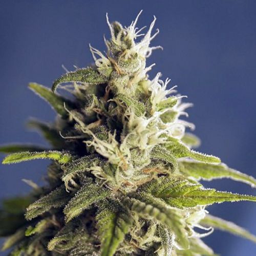 Ghani AF AKA GG#1 Regular Cannabis Seeds by House Of The Great Gardener