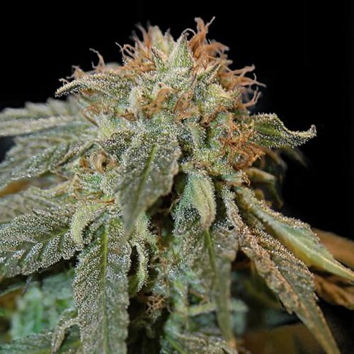 Haoma Female Cannabis Seeds by House Of The Great Gardener
