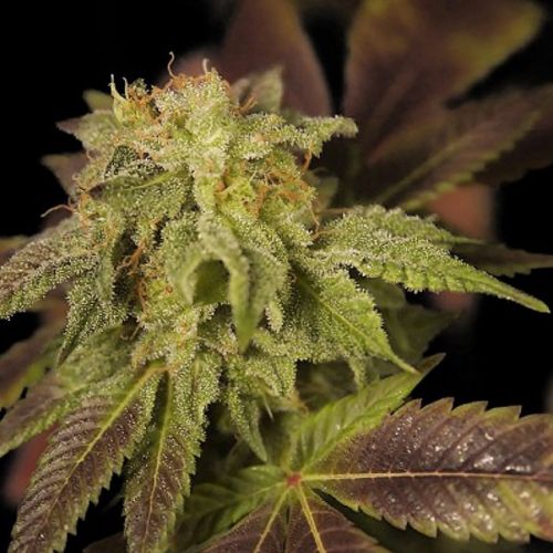 Rene Female Cannabis Seeds by House Of The Great Gardener 