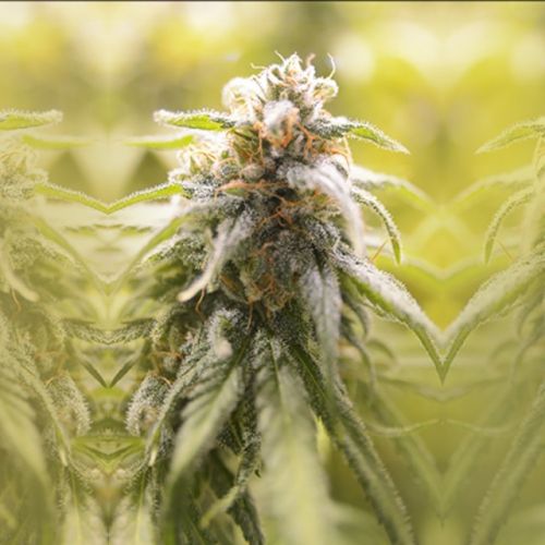 CBD Afghani Female Cannabis Seeds by House of the Great Gardener