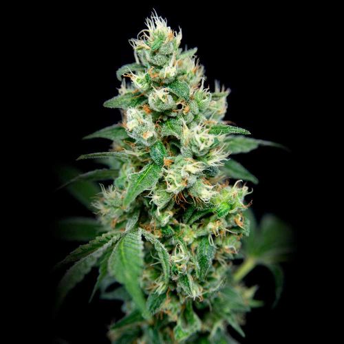 Grapefruit Barb Female Cannabis Seeds by House of the Great Gardener