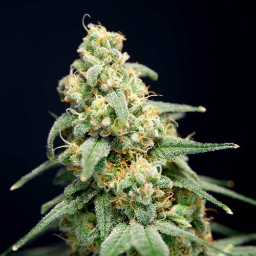 Here Comes the Barb Female Cannabis Seeds by House of the Great Gardener