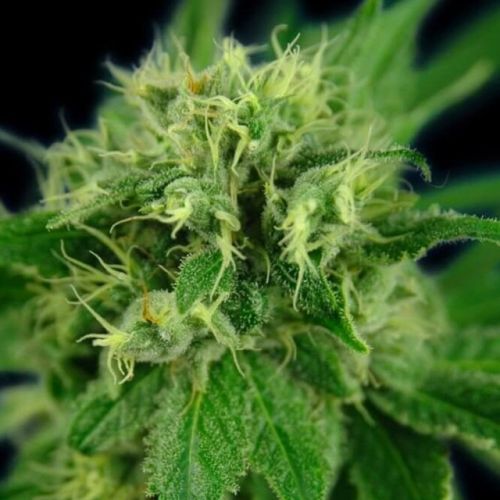 Jack Eh AKA Jack Herer Female Cannabis Seeds by House of the Great Gardener