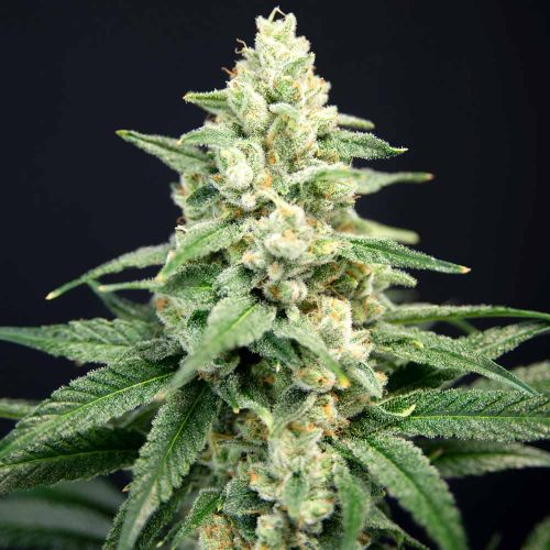 Lavender Barb Female Cannabis Seeds by House of the Great Gardener