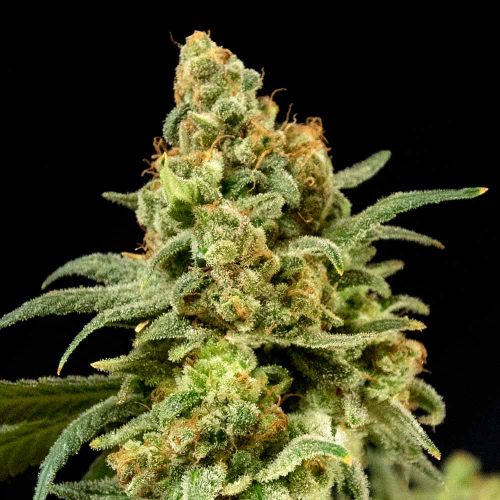 Peaches 'N' Cheese Female Cannabis Seeds by House of the Great Gardener