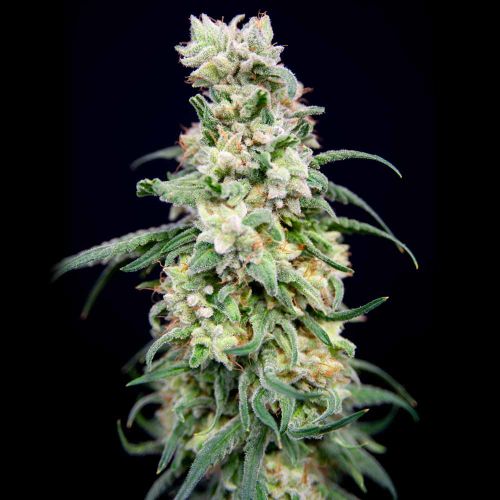 Rainbow Barb Female Cannabis Seeds by House of the Great Gardener