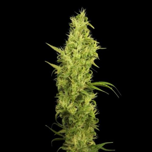 Sunshine Female Cannabis Seeds by House of the Great Gardener