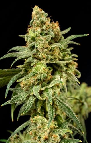 Peaches 'N' Cheese Female Cannabis Seeds by House of the Great Gardener
