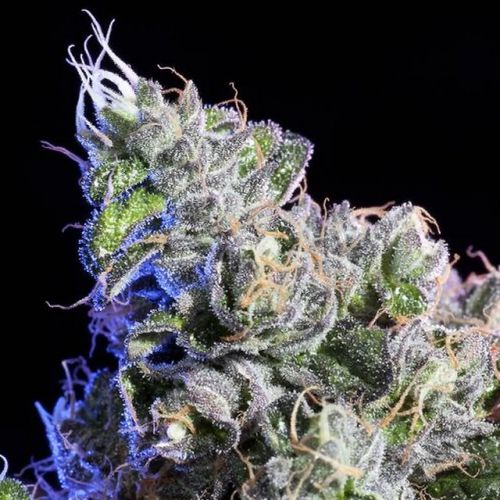 Huckleberry Regular Cannabis Seeds by Elemental Seeds