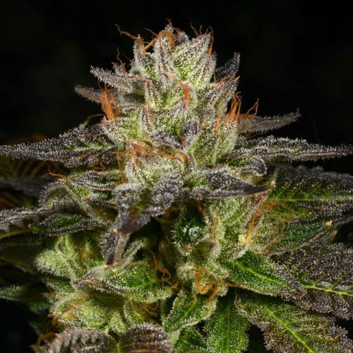 Ice Cream Cone Regular Cannabis Seeds by Archive Seedbank