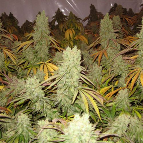 Ice Cream Female Cannabis Seeds by Paradise Seeds