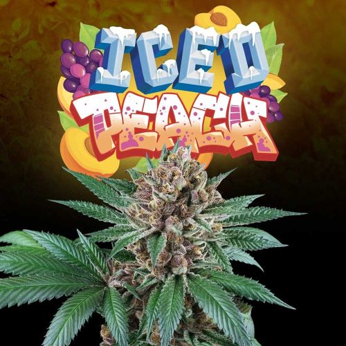 Iced Peach Female Weed Seeds by Perfect Tree