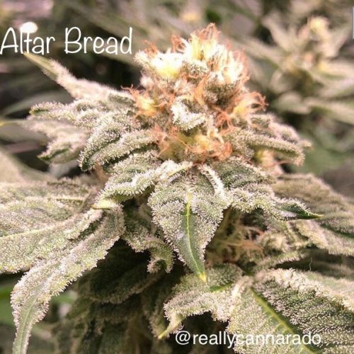 Altar Bread Female Cannabis Seeds by Cannarado Genetics