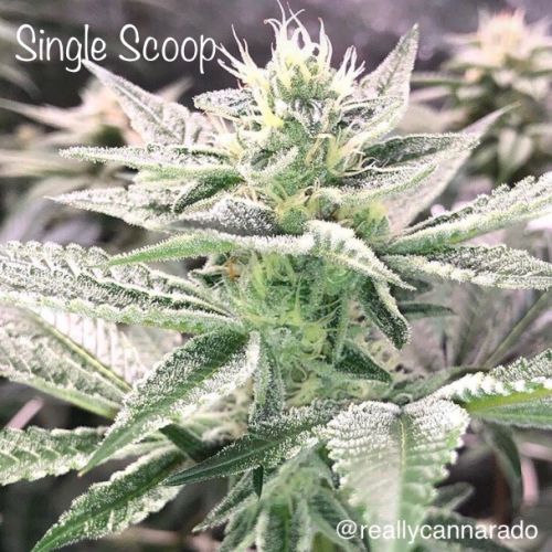 Single Scoop Female Cannabis Seeds by Cannarado Genetics