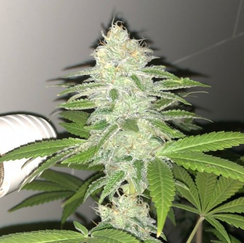 Lemon Sherbert Female Cannabis Seeds by PhenoFinder Seeds