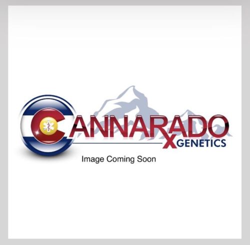 Altar Bread Female Cannabis Seeds by Cannarado Genetics