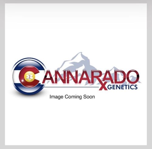 Party Foul Female Cannabis Seeds by Cannarado Genetics