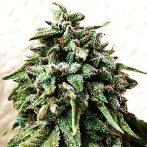 OG Strawberry Starkiller Regular Cannabis Seeds by Holy Smoke Seeds