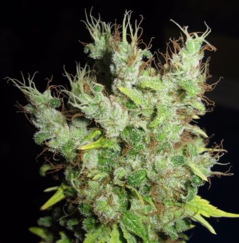 Super Silver Martian Haze Regular Cannabis Seeds by Ultra Genetics 