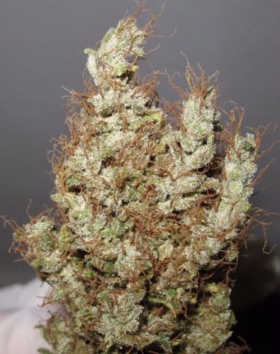 Super Silver Martian Haze Regular Cannabis Seeds by Ultra Genetics 